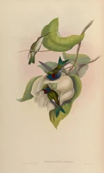 Heliomaster angelae = Heliomaster furcifer